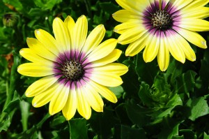 Osteospermum-Blue-Eyed-Beauty-Claude-Vallee-8w